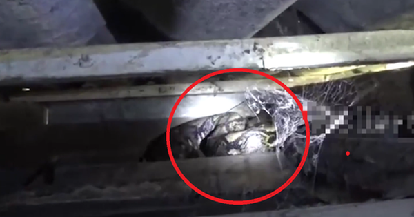 Nhìn lên trần nhà, người đàn ông phát hiện cảnh tượng "nổi da gà" avatar1766139469451 1766139469897927543423 0 67 315 571 crop 1766139524018452264111png