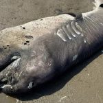 Phát hiện "quái vật" khổng lồ dài 4,3 mét dạt vào bờ biển avatar1766307438313 1766307438741957663505jpg