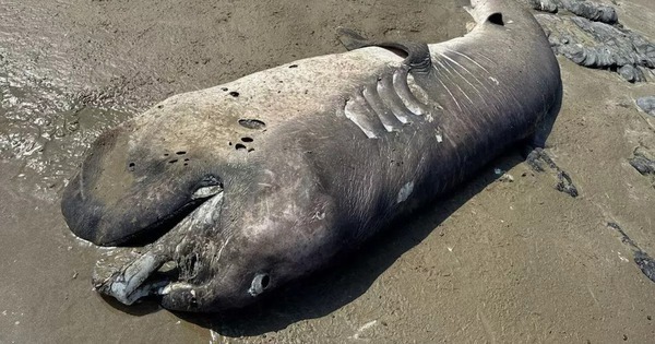 Phát hiện "quái vật" khổng lồ dài 4,3 mét dạt vào bờ biển avatar1766307438313 1766307438741957663505jpg