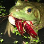 Cơn sốt 300.000 tấn ếch trâu tại Trung Quốc và ba loại "chi phí ngầm" đang khiến giới chuyên gia đau đầu avatar1766308573343 17663085735811705866510 57 0 1057 1600 crop 17663085914881266033977jpg