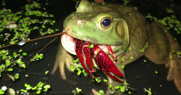 Cơn sốt 300.000 tấn ếch trâu tại Trung Quốc và ba loại "chi phí ngầm" đang khiến giới chuyên gia đau đầu avatar1766308573343 17663085735811705866510 57 0 1057 1600 crop 17663085914881266033977jpg