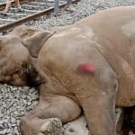 Đoàn tàu tại Ấn Độ đâm vào đàn voi khiến 7 con chết tại chỗ avatar1766315188621 1766315189505843381060jpg