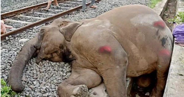 Đoàn tàu tại Ấn Độ đâm vào đàn voi khiến 7 con chết tại chỗ avatar1766315188621 1766315189505843381060jpg