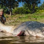 Cần thủ câu được con cá trê khổng lồ dài 2,64 mét trong hồ avatar1766365663554 17663656639211048331399jpg