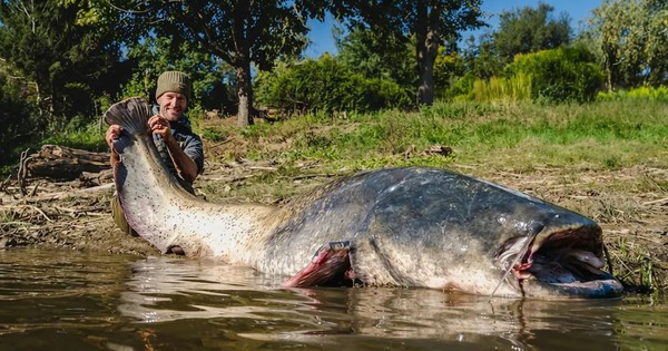 Cần thủ câu được con cá trê khổng lồ dài 2,64 mét trong hồ avatar1766365663554 17663656639211048331399jpg