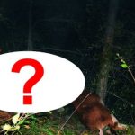 Lần theo đoạn video chỉ vài giây, chuyên gia hân hoan tìm thấy loài vật từng "tuyệt chủng" suốt 30 năm avatar1766647495458 17666474961471157819059jpg