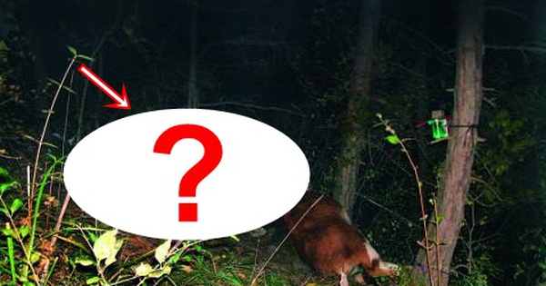 Lần theo đoạn video chỉ vài giây, chuyên gia hân hoan tìm thấy loài vật từng "tuyệt chủng" suốt 30 năm avatar1766647495458 17666474961471157819059jpg