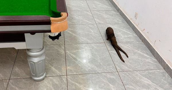 Sinh vật không đầu xuất hiện trong quán bi-a ở Congo khiến mạng xã hội Trung Quốc xôn xao avatar1766722767985 17667227685512105816847jpg