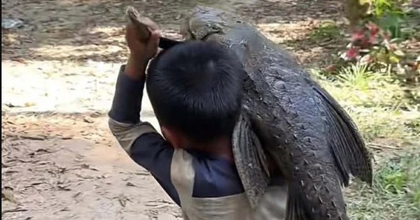 Cậu bé 5 tuổi gồng mình vác con "thủy quái" nặng trĩu đi khắp làng, ai nhìn cũng giật mình avatar1766732872239 17667328726761487897147 26 0 360 534 crop 17667328890191189899964jpg