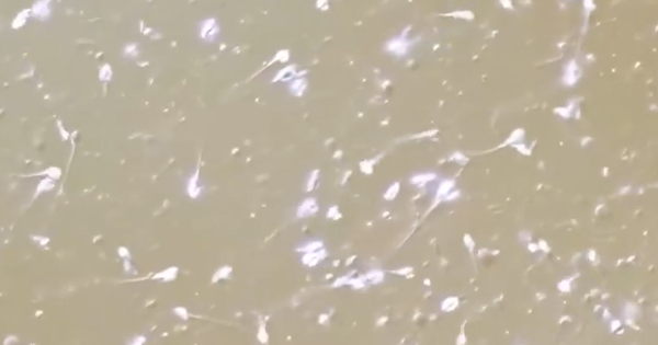 Lỗ hổng trong ngành thương mại tinh trùng tại châu Âu avatar1766796428509 17667964288702138733977 0 286 571 1200 crop 17667964465551145726688png