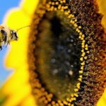 Vì sao cả thế giới sẽ lâm nguy nếu ong tuyệt chủng? avatar1766821770476 1766821771055700672818 0 61 315 565 crop 1766821782575816896460jpg