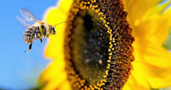 Vì sao cả thế giới sẽ lâm nguy nếu ong tuyệt chủng? avatar1766821770476 1766821771055700672818 0 61 315 565 crop 1766821782575816896460jpg