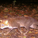 Tưởng biến mất vĩnh viễn, loài mèo này bất ngờ lộ diện sau gần 30 năm avatar1766912344397 17669123448062146248129png