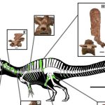 Thái Lan đào được sinh vật cổ đại kỳ lạ, có thể dài tới 8 m avatar1766994127114 1766994127520372867136jpg