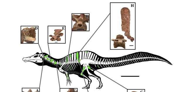 Thái Lan đào được sinh vật cổ đại kỳ lạ, có thể dài tới 8 m avatar1766994127114 1766994127520372867136jpg