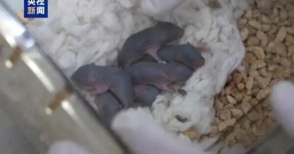 Chú chuột vũ trụ vừa sinh ra 9 chú chuột con avatar1766994189898 1766994190350747244719jpg