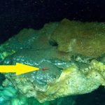 Phát hiện bí mật chưa từng có dưới đáy biển sâu 3.640m ở Greenland avatar1766998538374 17669985389381497797157jpg