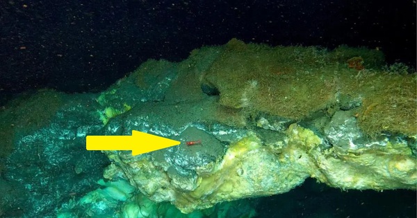 Phát hiện bí mật chưa từng có dưới đáy biển sâu 3.640m ở Greenland avatar1766998538374 17669985389381497797157jpg