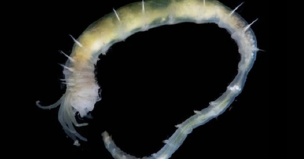 Vỏ Trái Đất rò rỉ, nuôi dưỡng sự sống kỳ lạ giữa băng cháy avatar1767065748674 1767065750464660583839jpg