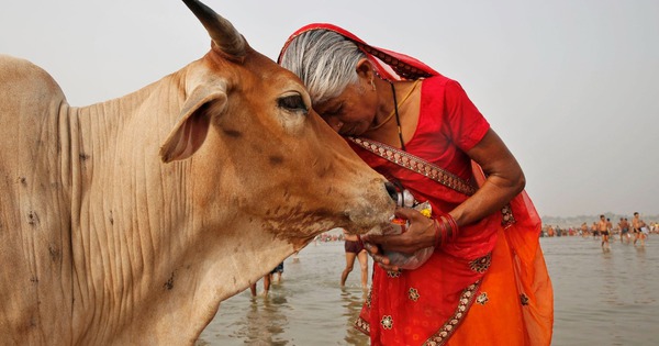 Ấn Độ nuôi hơn 500 triệu con bò nhưng không ăn thịt, mà biến chất thải của chúng thành mỏ vàng tỷ đô avatar1767079967136 1767079968206313064521jpg