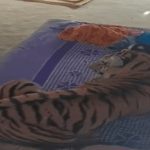 Hổ dữ vồ ngã người đàn ông rồi vào nhà dân nằm lên giường avatar1767089004674 17670890054872013025232 0 25 315 529 crop 17670890296591588836161jpg