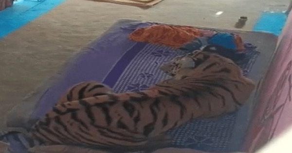 Hổ dữ vồ ngã người đàn ông rồi vào nhà dân nằm lên giường avatar1767089004674 17670890054872013025232 0 25 315 529 crop 17670890296591588836161jpg