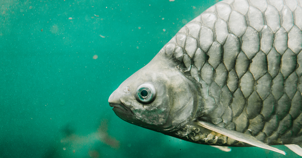 Trung Quốc tạo ra một loại cá không xương dăm: Giới khoa học sửng sốt avatar1767100407361 1767100407875583435504png