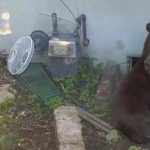 Ở cùng gấu khổng lồ 30 ngày, người đàn ông kể lại trải nghiệm ám ảnh avatar1767149946957 1767149947535783620260jpg