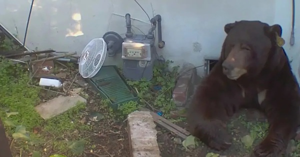 Ở cùng gấu khổng lồ 30 ngày, người đàn ông kể lại trải nghiệm ám ảnh avatar1767149946957 1767149947535783620260jpg