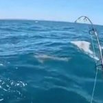 Thợ mộc trẻ kinh ngạc khi câu được cá mập trắng khổng lồ dài 2 mét avatar1767150382920 17671503837101558926715 0 83 315 587 crop 17671504225931221452072jpg