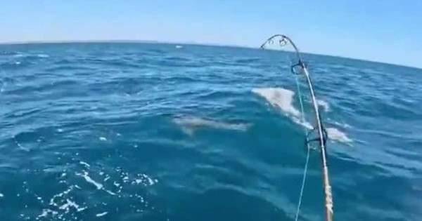 Thợ mộc trẻ kinh ngạc khi câu được cá mập trắng khổng lồ dài 2 mét avatar1767150382920 17671503837101558926715 0 83 315 587 crop 17671504225931221452072jpg