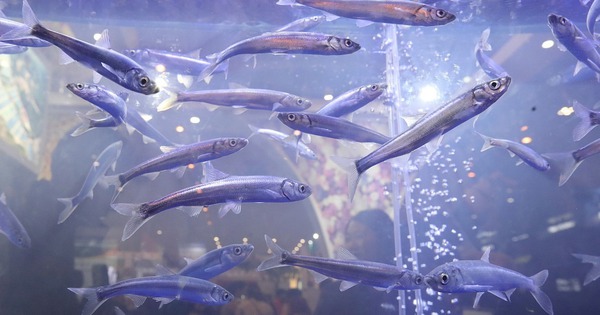 Bí ẩn về loài cá đã biến mất 21 năm nhưng lại được tìm thấy trong ao nước hôi thối sâu 40cm, tất cả là nhờ con người bỏ mặc? avatar1767157283951 1767157284402814316094jpg