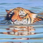 Toàn cầu chỉ còn hơn 5.000 cá thể hổ hoang dã, nhưng chúng lại là "CEO rừng xanh" nắm giữ mạch nước và sự sống còn của con người! avatar1767269100736 17672691011741661288442jpg