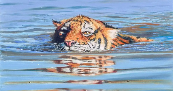 Toàn cầu chỉ còn hơn 5.000 cá thể hổ hoang dã, nhưng chúng lại là "CEO rừng xanh" nắm giữ mạch nước và sự sống còn của con người! avatar1767269100736 17672691011741661288442jpg