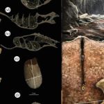 Phát hiện “hóa thạch lồng hóa thạch” có một không hai avatar1767343128056 1767343128681442890449 0 45 315 549 crop 17673431411441625728299jpg