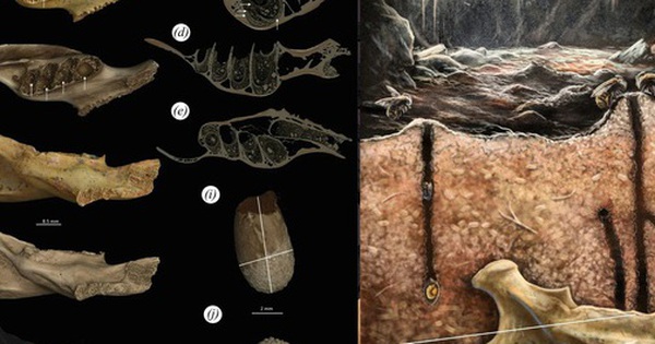 Phát hiện “hóa thạch lồng hóa thạch” có một không hai avatar1767343128056 1767343128681442890449 0 45 315 549 crop 17673431411441625728299jpg