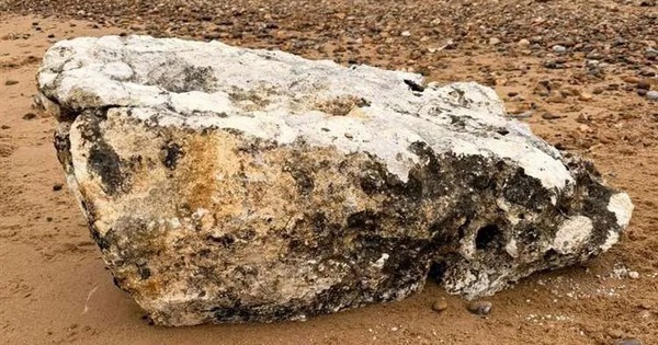 Phát hiện vật thể "bí ẩn" trên bãi biển, chó tử vong nếu ăn phải avatar1767365425122 17673654254071555312223jpg