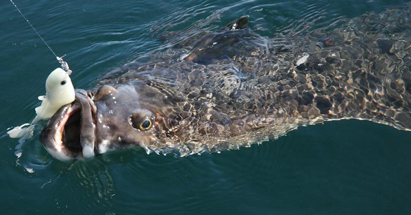 Cậu bé 13 tuổi oằn mình kéo "thủy quái" nặng hơn cả cơ thể giữa biển khơi, khoảnh khắc ai cũng nín thở avatar1767429324669 1767429324930327370332jpg