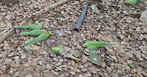 Phát hiện hơn 200 con chim chết bất thường trong khu rừng avatar1767436405515 17674364058696135838 0 96 315 600 crop 1767436425139931570301jpg