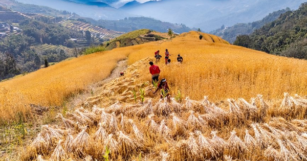 Phát minh của Trung Quốc làm rung chuyển ngành nông nghiệp: tạo giống lúa năng suất cao nhưng chi phí thấp, đã trồng gần 1 triệu ha avatar1767496327960 17674963283381334397499png