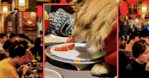 Khoe chó ăn chung đĩa trong quán lẩu, nữ thực khách đối mặt nguy cơ bị kiện, nhà hàng đóng cửa 3 ngày để khử trùng, thay mới toàn bộ bát đũa avatar1767510093432 17675100937142058690292png