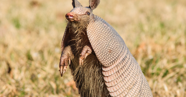 Tạo hóa chắc hẳn đã "photoshop" quá tay khi nặn ra 5 sinh vật này: Vừa lạ lùng, vừa đáng yêu đến mức khó tin avatar1767531989145 17675319901581185544577 0 72 419 742 crop 17675319953121861902335png