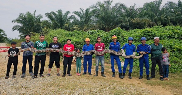 Bắt sống trăn khổng lồ dài 7 mét, nặng 80kg trong đồn điền avatar1767583124366 17675831247311821011741jpg