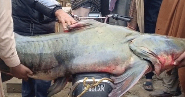 Bắt được con cá nặng 102kg, ngư dân liền bán với giá 58 triệu đồng avatar1767608845930 1767608846442122508872 0 73 315 577 crop 17676088624391651043837jpg