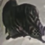 Nhìn ra ngoài cửa sổ, người dân chứng kiến cảnh tượng “nổi da gà” avatar1767670314043 17676703149122045418292 0 36 315 540 crop 17676703272731180867816png