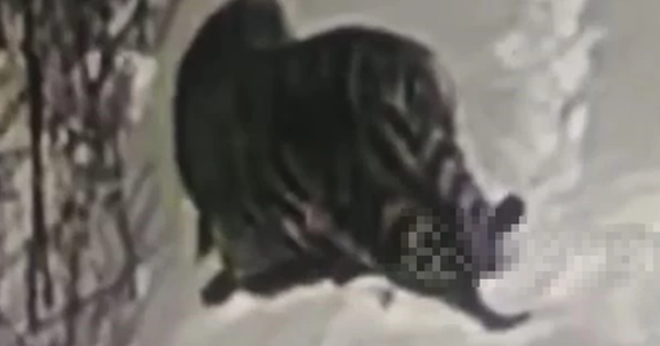 Nhìn ra ngoài cửa sổ, người dân chứng kiến cảnh tượng “nổi da gà” avatar1767670314043 17676703149122045418292 0 36 315 540 crop 17676703272731180867816png