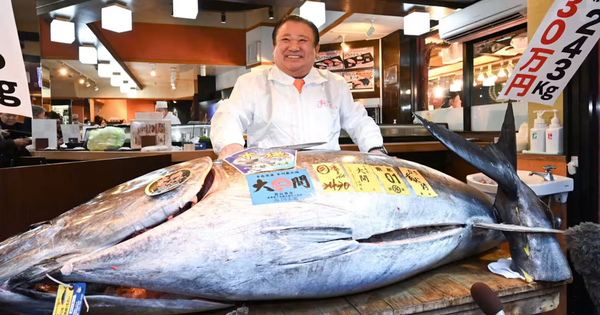 Cận cảnh con cá ngừ giá 83 tỷ đồng: Khi các đại gia Nhật Bản "so găng" từng đồng lẻ avatar1767671974271 1767671974610171034895png