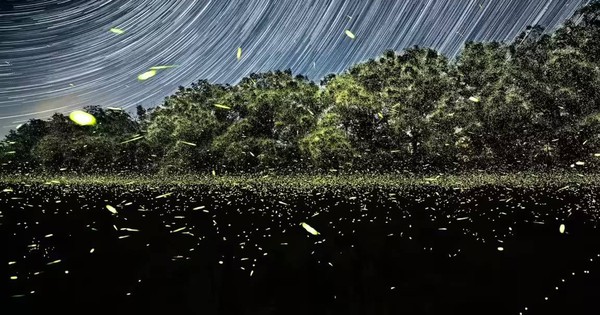 Chúng ta có thể là thế hệ cuối cùng được nhìn thấy đom đóm avatar1767686036449 17676860369741333181251 0 0 720 1152 crop 1767686054194276648038jpg