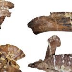 Quái vật dài 12 mét làm giới khoa học "lạc lối" hơn 100 năm avatar1767686347603 1767686348391617301643jpg