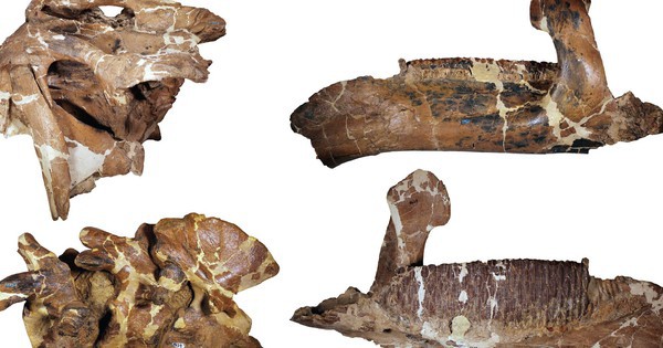 Quái vật dài 12 mét làm giới khoa học "lạc lối" hơn 100 năm avatar1767686347603 1767686348391617301643jpg